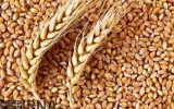 ۲۱ هزار تن بذر گندم بین کشاورزان ایلامی توزیع شد