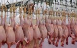 کشتارگاه مرغ پاطلایی کارزان ۸۵ درصد پیشرفت فیزیکی دارد