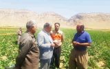 تعاون روستایی استان پیشتاز در انجام کشت قراردادی