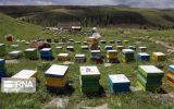 ۹۰۰ کلونی زنبور عسل در چرداول از بین رفت