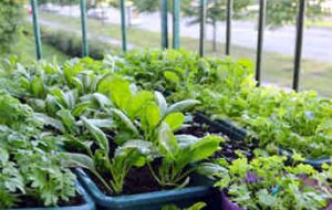 راهنمای گام به گام کاشت باغ خانگی در بهار