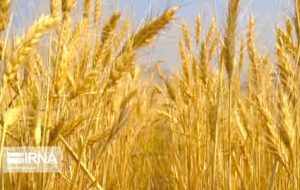 مدیرکل کمیته امداد ایلام: تمهیدات دریافت زکات غلات کشاورزان در ۴۰ مرکز خرید گندم استان فراهم شده است