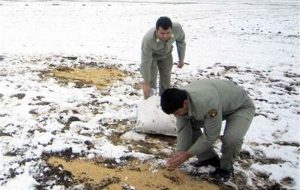 آغاز دانهپاشی برای پرندگان در زیستگاههای استان ایلام آغاز دانهپاشی برای پرندگان در زیستگاههای استان ایلام