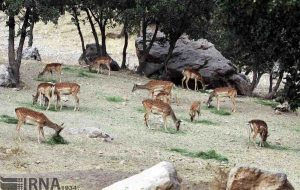 انتقال موفق ۱۷ راس گوزن زرد سایت ایلام به پارک ملی دز