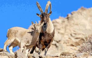 کرونا پایش زیستگاه های حیات وحش ایلام را متوقف نکرده است