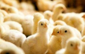 سرک کشیدن به پشت پرده جوجه‌کُشی