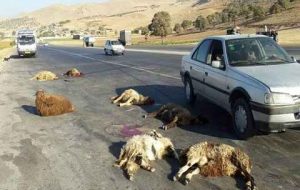 در برخورد سواری پژو۴۰۵ با گله احشام تعداد ۳۲ راس گوسفند تلف شدند
