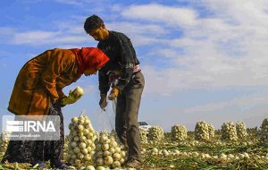شلم شوربای تولید محصولات کشاورزی در نبود الگوی کشت مناسب شلم شوربای تولید محصولات کشاورزی در نبود الگوی کشت مناسب