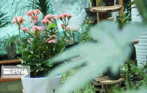 کدام گیاهان دور کنندههای طبیعی حشرات هستند؟ کدام گیاهان دور کنندههای طبیعی حشرات هستند؟