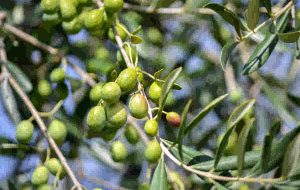 طرح توسعه باغات زیتون هلیلان سه سال دیگر تکمیل می‌شود