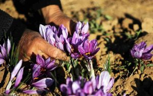 تهدیدی که معیشت زعفرانکاران را هدف گرفته است تهدیدی که معیشت زعفرانکاران را هدف گرفته است