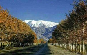 تهران؛ شهری که دیگر چنار و گنجشک ندارد