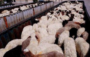 مرزبانان ایلام از قاچاق ۱۸۶ راس دام به عراق جلوگیری کردند