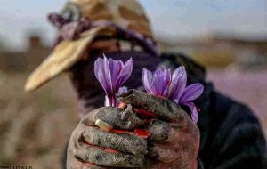 کشت زعفران مرهمی بر زخم کم آبی در ابرکوه کشت زعفران مرهمی بر زخم کم آبی در ابرکوه