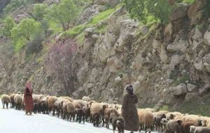 رانندگان و گله داران در فصل کوچ مراقب باشند/لزوم جابجایی دام ها با وسیله نقلیه مناسب رانندگان و گله داران در فصل کوچ مراقب باشند/لزوم جابجایی دام ها با وسیله نقلیه مناسب
