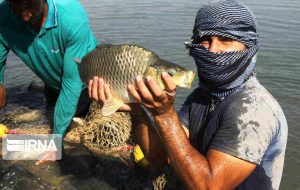 تخلفی در صید ماهی سیمره رخ نداده است
