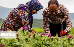 ۵۰ هزار هکتار مراتع کشور زیر کشت گیاهان دارویی رفت ۵۰ هزار هکتار مراتع کشور زیر کشت گیاهان دارویی رفت