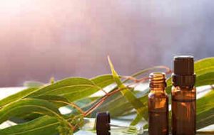 آیا استنشاق بخار اکالیپتوس در دوران همه گیری کرونا مفید است؟