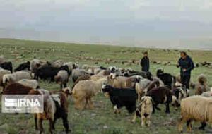 ۳۰ هزار تن جو برای تعلیف دام های عشایر ایلام نیاز است