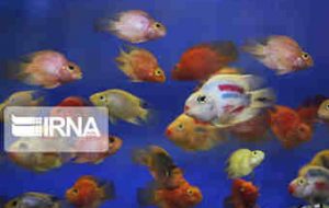 افق روشن پرورش ماهی زینتی در قشم