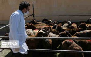 کانون مشکوک به بیماری سیاه‌زخم در ایلام قرنطینه شد