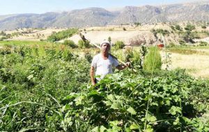 علی آباد با طعم آلو