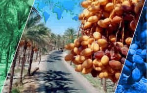 جایگاه جهانی خرمای ایران، موانع و راهکارها  * کمیل بهشتیان