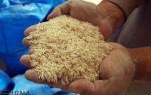 برنج خارجی مورد نیاز کشور تامین است