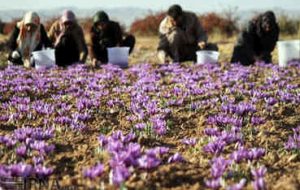 ورود کمیسیون اصل ۹۰ و تعاون روستایی به ماجرای ۴۶ تن زعفران خرید توافقی