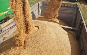 گندم‌های وارداتی از روسیه مشکل آلودگی ندارد