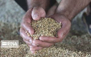 کشف پنج تُن نهاده دامی قاچاق در استان ایلام