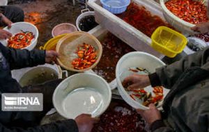 خانواده ها مسائل بهداشتی را در خرید جوجه رنگی و ماهی قرمز رعایت کنند