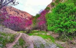 دره ارغوان، بهشت رویایی گردشگران در ایلام دره ارغوان، بهشت رویایی گردشگران در ایلام
