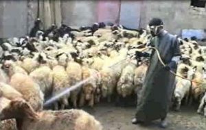 خشکسالی شدید عامل افزایش بیماریهای دامی و حشرات ناقل بیماری/مبارزه با کنه های ناقل انگل خونی