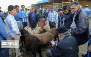 ۲ هزار و ۸۹۵ نظارت بر ذبح احشام عید قربان در ایلام انجام شد