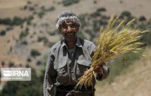 اعلام نرخ خرید تضمینی گندم برای نخستین بار پیش از آغاز فصل کشت توسط دولت سیزدهم