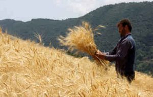 گندمکاران با اجرای الگوی کشت یارانههای کشت و بهرهوری دریافت میکنند گندمکاران با اجرای الگوی کشت یارانههای کشت و بهرهوری دریافت میکنند