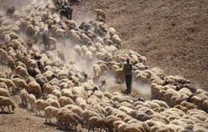 عشایر مهمان با تمام ظرفیت احشام خود به ایلام کوچ نکنند عشایر مهمان با تمام ظرفیت احشام خود به ایلام کوچ نکنند