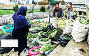 برداشت بی‌رویه گیاهان خوراکی؛ تیشه بر ریشه طبیعت