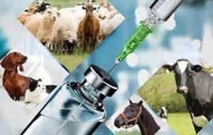 درخواست رییس سازمان نظام دامپزشکی برای حذف نماد تجارت الکترونیک واحدهای غیرمجاز دامپزشکی
