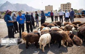 ۳۹ گروه نظارت بر ذبح شرعی احشام در عید قربان ساماندهی شده است ۳۹ گروه نظارت بر ذبح شرعی احشام در عید قربان ساماندهی شده است