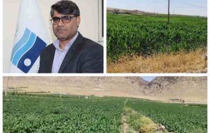 رونق کشاورزی در دشتهای تحت پوشش شبکه آبیاری سدهای استان ایلام رونق کشاورزی در دشتهای تحت پوشش شبکه آبیاری سدهای استان ایلام