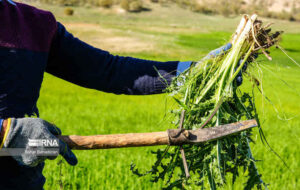 زنگ خطر انقراض؛ گیاهان دارویی ایلام در تنگنای برداشت بی‌رویه