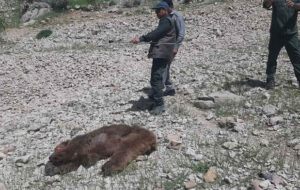 دستگیری شکارچیان خرس در ایلام