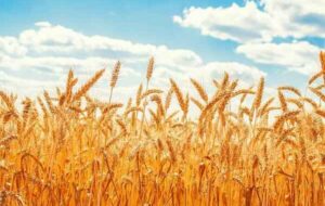 جمعآوری ۱۶۷ میلیارد ریال زکات در ایلام طی ۴ ماه نخست سال جاری/ اجرای ۲۷ طرح اشتغالزایی از محل زکات دام جمعآوری ۱۶۷ میلیارد ریال زکات در ایلام طی ۴ ماه نخست سال جاری/ اجرای ۲۷ طرح اشتغالزایی از محل زکات دام